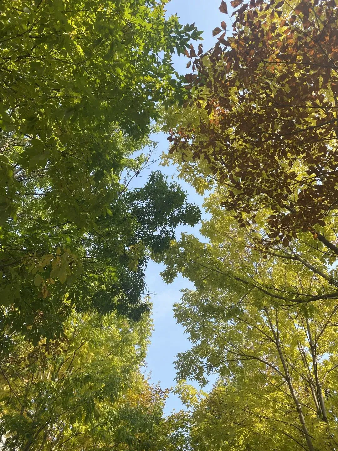 哪里有针对青少年的篮球训练计划_1